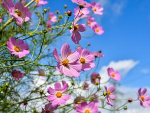 Demission von Gemeinderätin Brigit Baumberger