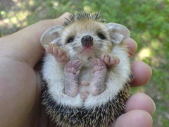 Achtung - Igel unterwegs!!