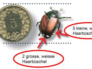 Japankäfer breitet sich in der Region aus